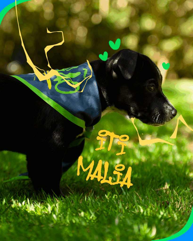 Foto de um cãozinho filhote, com lenço no pescoço e alguns desenhos de raios e corações ao redor.